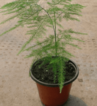 Asparagus Plant 6Inches PotGarden   Asparagus Officinalis veggies live plant Ht7 Best