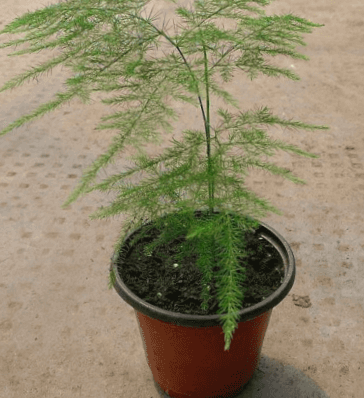 Asparagus Plumosa Fern Plant 5inches Pot Climbing Asparagus Fern Live Plant  ht7 Best