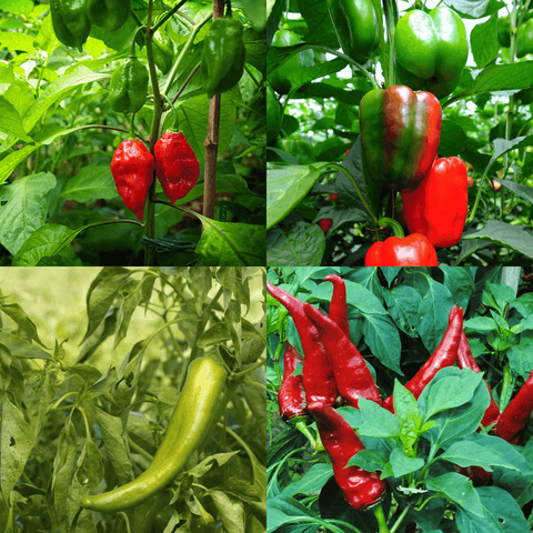 Combo of 4 Types Peppers Plant 1Supper Hot Chili Scorpion 50000 Heat Level 1Medium Heat 1Mild Heat 1Bell Or No Spice Pe