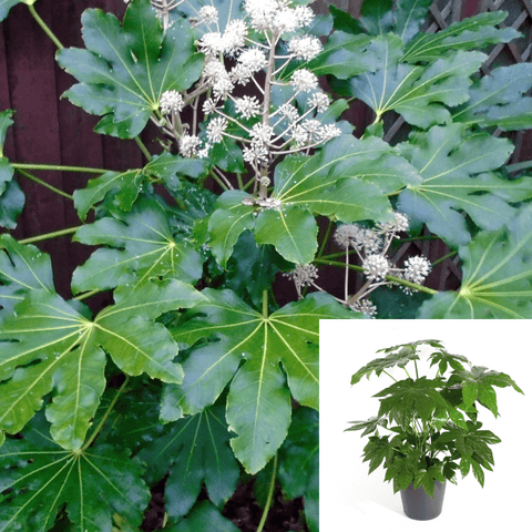 Fatsia Japonica 5Gallon Pot Japanese Aralia Plant  Green Star Leaves  Plant Shrub Outdoor Live Plant