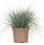 Festuca Elijah Blue 1Gallon Plant Ornamental Blue Grass Ground Covering Live Plant Mrhght7