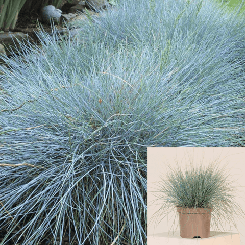 Festuca Elijah Blue 1Gallon Plant Ornamental Blue Grass Ground Covering Live Plant Mrhght7
