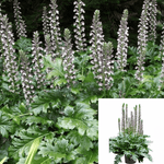 Acanthus Mollis Plant Bears Breeches Large Leaves Purple Flower Sea Dock Foot Live Plant 5Gallon 3-4Ft Ho7Ht7 Best