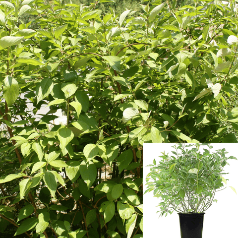 Cornus Baileyi 5Gallon Cornus Baileyi Red Twig Dogwood 5Gallon Red Twig Dogwood Red Osier Dogwood Live Plant Ho7A