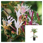 Lonicera Japanese Purpurea 5 Gallon Honeysuckle Jap Live Plant Mr7