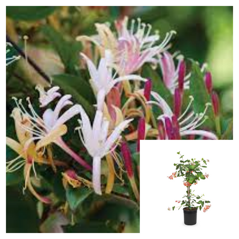 Lonicera Japanese Purpurea 5Gallon Japanese Honeysuckle Lonicera Jap Purpurea Live Plant Mr7