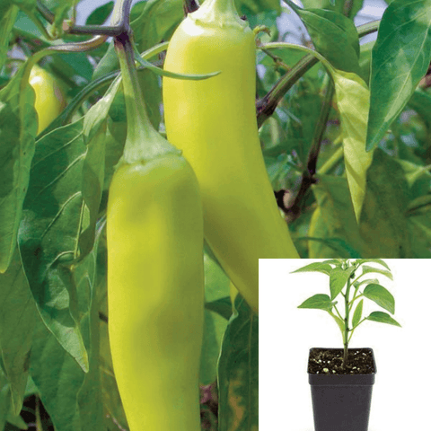 Pepper Sweet Banana Plant 4Inches Pot Jb4 Capsicum Annuum Sweet live plant  Best