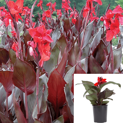 Canna Australia Plant Red Leaf Red Banana Leaf Red Orange Flower Canna Lily Live Plant 5Gallon Mht7