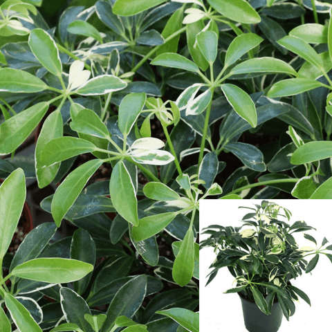 Schefflera Moondrop Plant Umbrella Tree Dwarf Schefflera Arboricola Plant 4Inches Pot Houselive Plant Ht7 Best