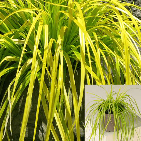 Carex Oshimensis Everillo 1Gallon Pot Lime Japanese Sedge Plant Grass Outdoor Live Plant Ht7