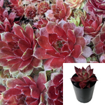 Sempervivum Rubin Plant 4Inches Pot Sempervivum Red Rubin Hens And Chicks Plant ht7