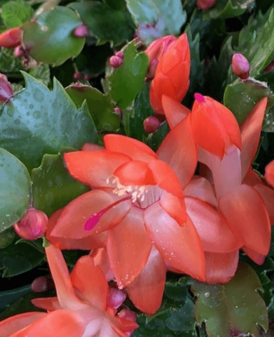 Christmas Cactus Zygocactus Orange Red 4Inches Plant Pot Schlumbergera Bridgesii Ht7 Best GIFT