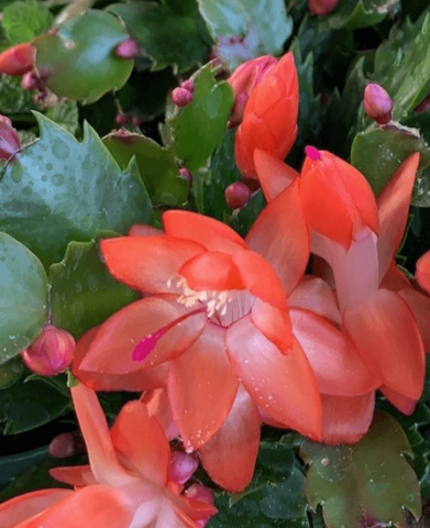 Christmas Cactus Zygocactus Red 4Inches Plant Pot Schlumbergera Bridgesii Orangish red christmas flower Ht7 Best GIFT