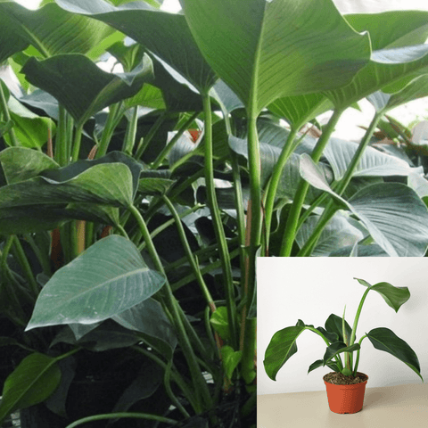 Green Congo Philodendron Plant 6Inches Pot Philodendron Green Congo Plant Larger Than Rojo Congo. This Philodendron Rema