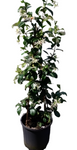 Trachelospermum Jasminoides Staked 1Gallon Plant Vine White Fume Flower Trachelospermum Jasminoides Staked Plant Trach J