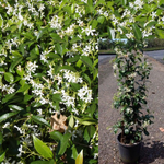 Trachelospermum Jasminoides Staked 1Gallon Plant Vine White Fume Flower Trachelospermum Jasminoides Staked Plant Trach J