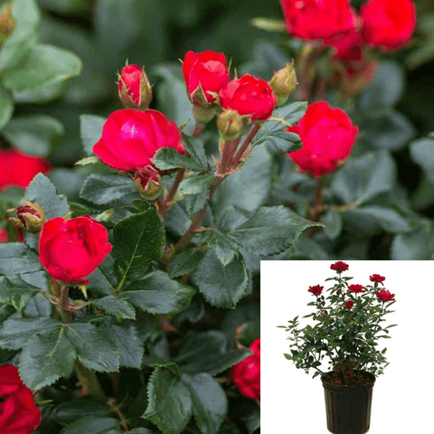 Rosa Knock Out Red 2Gallon Rosa Knock Out Red Bel Rose Rose Hedge Type Red Rose Flower Live Plant Gr7