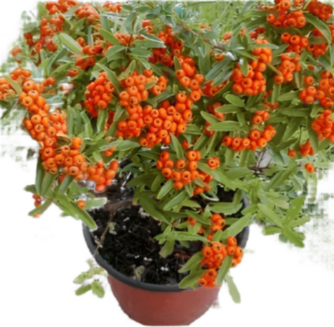 Pyracantha Fort Graberi Staked 1Gallon Pyracantha K Santa Cruz Plant Orange Red Santa Cruz Firethorn 1Gallon A+ Live Pl Fr7