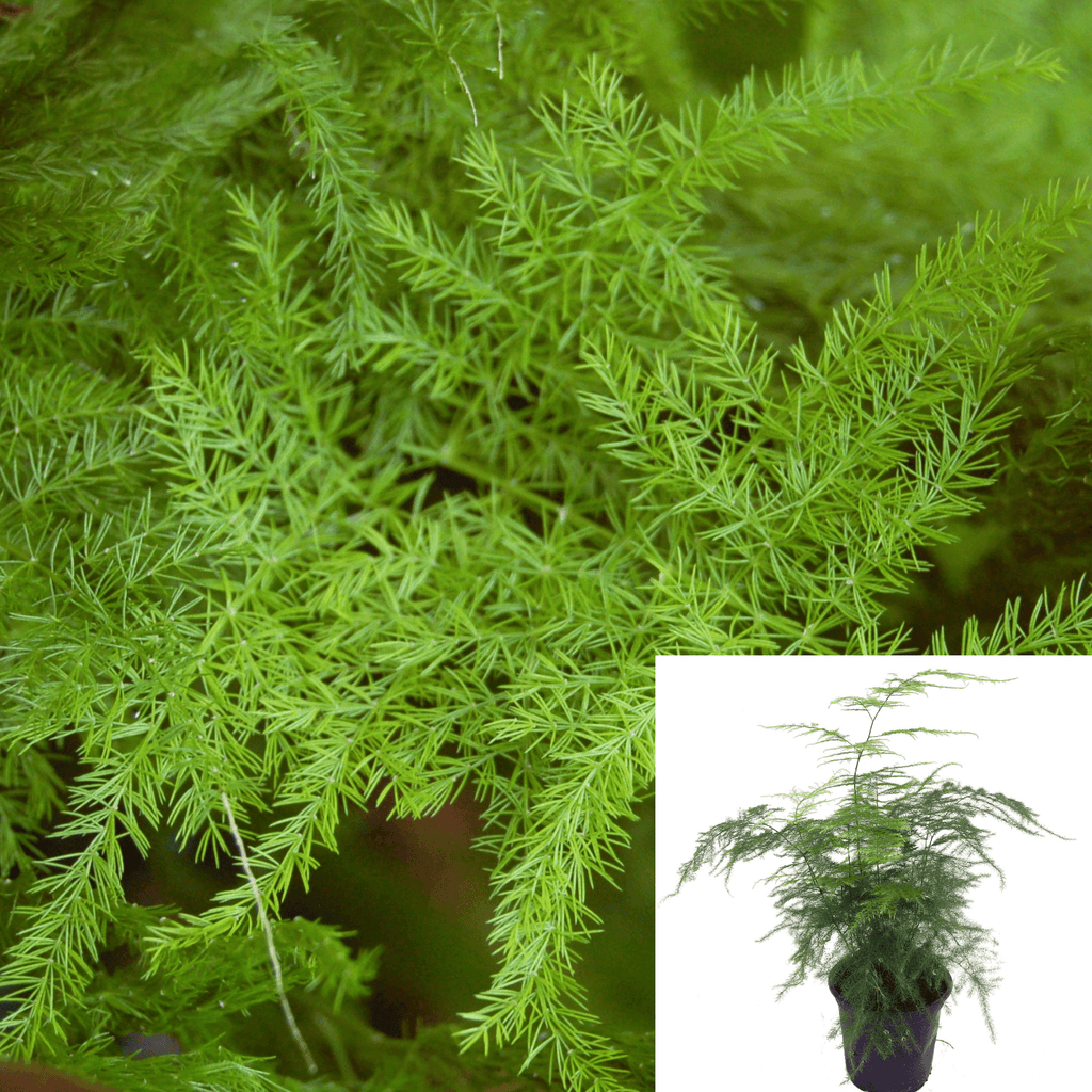 Asparagus Plumosa Fern Plant 5inches Pot Climbing Asparagus Fern Live Plant  ht7 Best