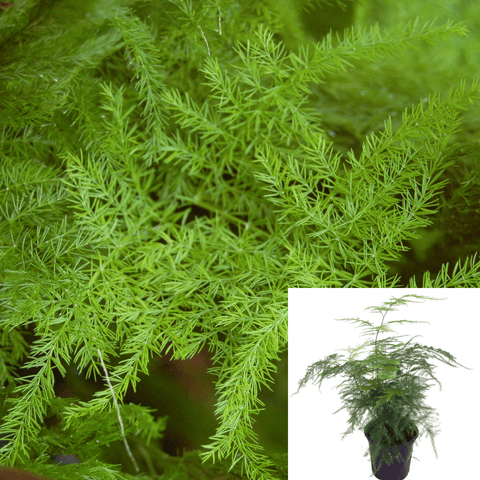 Asparagus Plumosa Fern 1 Gallon Pot Climbing Asparagus Fern Plant