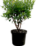 Arbutus Marina Standard Tree 5Gallon Arbutus Marina Plant Strawberry Tree Arbutus Unedo Strawberry Tree Gr7