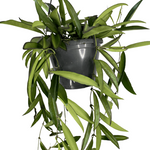 Hoya Wayetti 6Inches Plant Pot Plant Wax Plant Hoya Wayetii Plant 16 24 Tall Indoor Live Plant Ht7 Best