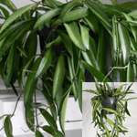 Hoya Wayetti 6Inches Plant Pot Plant Wax Plant Hoya Wayetii Plant 16 24 Tall Indoor Live Plant Ht7 Best