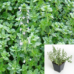 Thyme English Thyme Plant Green Thyme Plant 4Inches Pot Live Plant Ht7 Best