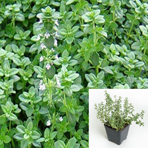 Thyme English Thyme Plant Green Thyme Plant 4Inches Pot Live Plant Ht7 Best