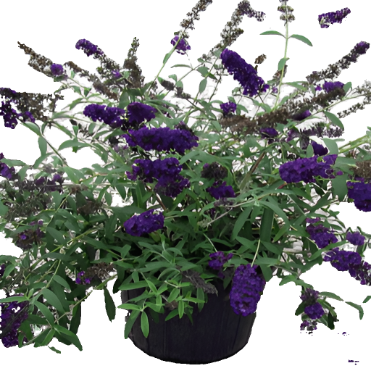 Buddleia Davidii Black Knight Plant Butterfly Bush Buddleja Davidii live plant Frht7