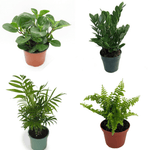 Combo Of Plant 4 Indoor Clean Air No 4Inches Pot Premium Rare Plant Random Pick Ht7