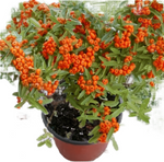 Pyracantha Santa Cruz 5 Gallon Cushion Firethorn Column Orange Red Berries Hedge Live Plant Fr7Ht2