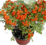 Pyracantha K Santa Cruz 5Gallon Santa Cruz Cushion Firethorn Column Orange Red Berries Hedge Live Plant Fr7