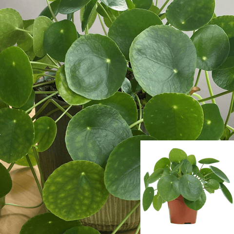 Pilea Peperomioides Plant 4Inches Pot Chinese Money Plant Indoor Live Plant Ht7