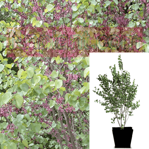 Cercis Occidentalis Pink Plant Western Redbud Multi Trunk Tree 5Gallon Ckt Tree Live Plant Fr7Ht7