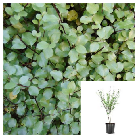 Pittosporum Silver Sheen Plant Silver Sheen Tawhiwhi 5Gallon Live Plant Outdoor Plant Shrub Gr7