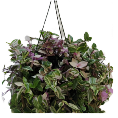 Tradescantia Quadricolor Plant 6Inches Pot Tradescantia Fluminensis Quadricolor Plant Hanging Foliage Live Plant