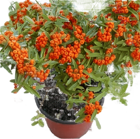 Pyracantha Koidzumii Santa Cruz 1Gallon Plant Orange Red Santa Cruz Firethorn 1Gallon A+ Live Mr7