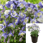 Aquilegia Earlybird Blue Wht 1 Gallon Columbine Blue Flower Outdoor Live Plant Gr7
