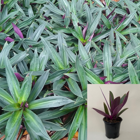 Tradescantia Spathacea Dwarf Boat Lily 6Inches Pot Cradle Moss Rhoeo Discolor Purple Premium Hanging Ground Covering Suc
