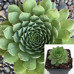 Sempervivum Carmen Plant 4Inches Pot Sempervivum Carmen Hens And Chicks Plant Succulent Drought Tolerant Live Plant ht7