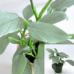 Philodendron Hastatum Plant 12-16Inches 1Gallon Pot Silver Sword Philodendron Plant Houseplant Plant Ht7 Best