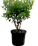 Arbutus Marina Plant Strawberry Tree 5Gallon Arbutus Unedo Strawberry Tree Plant