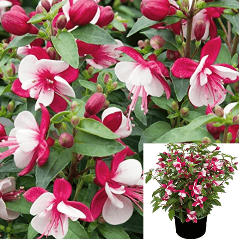 Fuchsia Carmine White 1 Gallon Fuchsia Fuchsita Carmine White Plant 1 2Ft Tall Flower Outdoor Live Plant ht7