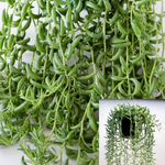 String Of Fish Hooks Plant 1Gallon Succulent Drought Tolerant Senecio Radicans Plant String Of Fish Hooks Plant Ht7 Best