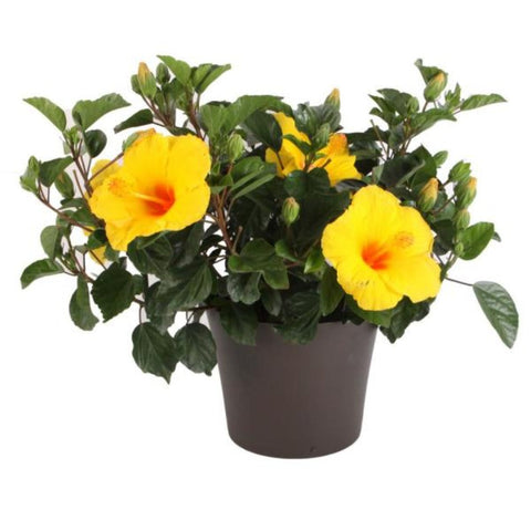 Tropical Of Florida Orange Yoder Dwarf Plant Hibiscus Bush 6In To 8 Inch 1Gallon Live Plant