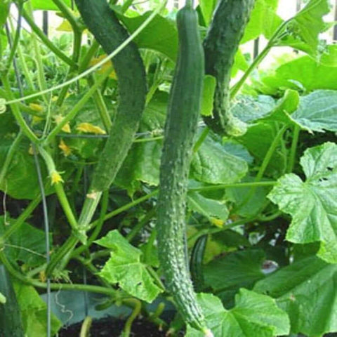Japanese Cucumber Hybrid Soarer extra long fruit live plant ht7 1 gallon best veggies full plant