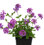 Verbena Homestead Purple 1Gallon Verbena Violet Purple Outdoor Live Plant