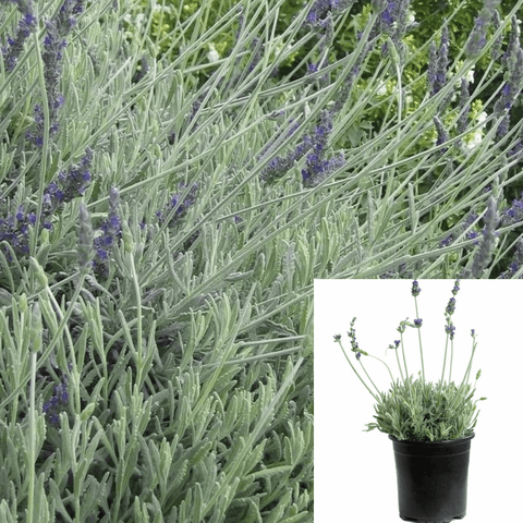 Lavandula Goodwin Creek 5Gallon Goodwin Creek Gray Lavender Goodwin Creek Lavender Lavender Evergreen Shrub Live Plant