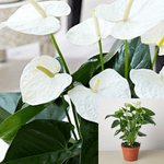 Anthurium White Anthurium 6 Inches Pot Plant Anthurium Andraeanum Flamingo Live Plant n7